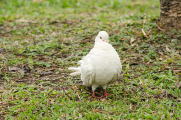 Rock pigeon in the garden