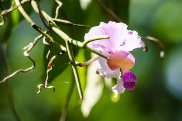 Orchid is growth in the forest thailand