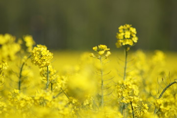 Rapsfeld, Raps, Blüten,Gelb