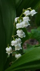 Cercles muraux Muguet Lily of the Valley
