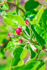 Obraz premium Flower of apple tree which blossoms on a branch on a bright sunny day with green young leaves