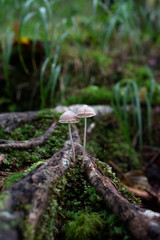 樹海のきのこ