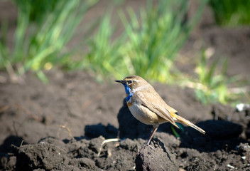 The bird is the Bluethroat