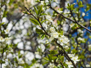Blossom of cherry tree with bokeh background close-up, selective focus, shallow DOF