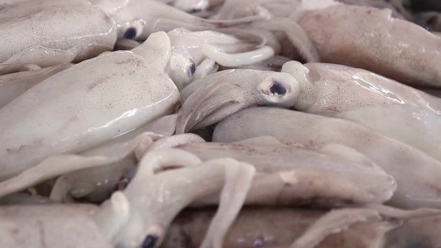 Fresh raw squid in the local market
