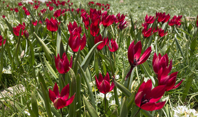 vahşi dağ laleleri & endemik dağ laleleri