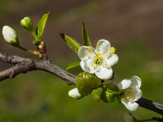 Fototapeta premium Blossom of cherry tree with bokeh background close-up, selective focus, shallow DOF