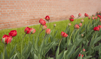 Red tulips green grass red brick wall