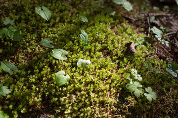 苔の森