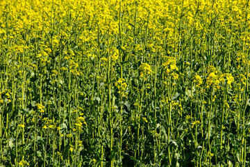 Field of yellow flowering rapeseed
