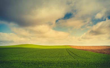Corn field and sky
