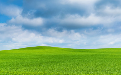 Corn field and sky