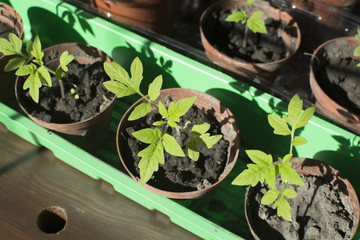 Seedlings