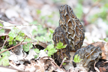 モリーユ(アミガサタケ)