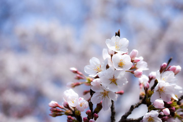 マクロの桜 ソメイヨシノ