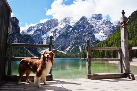 un cane di razza pastore australiano che si gode una passeggiata al lago di Braies in Trentino