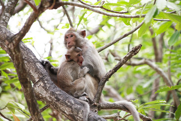 Small Monkey And Mother