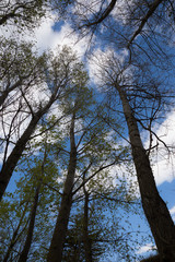 A view from below of some tall trees in spring against a blue sky with white clouds