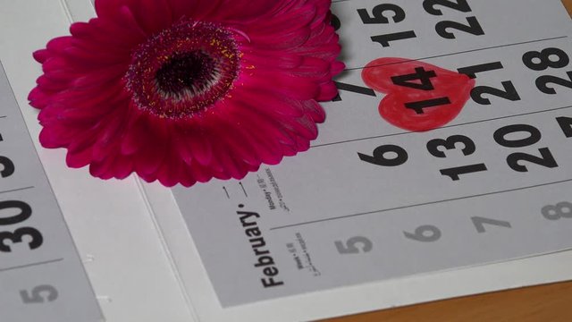 Man lay down red transvaal daisy flower on calendar near painted heart shape