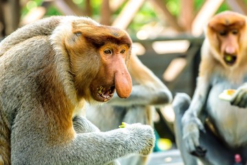 Close up of a highly Endangered Proboscis Monkey (Nasalis larvatus) male with a huge nose & comical expression in Labuk bay Sanctuary, Sandakan Sabah.