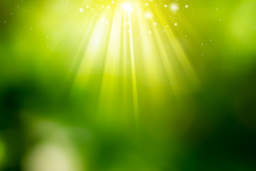Sunny abstract green nature background.