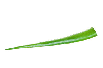 Aloe Vera Leaf Isolated on White Background