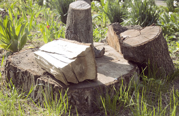  felled stumps among the grass
