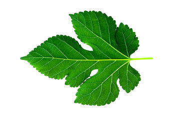 Fototapeta premium Mulberry leaf on white background.