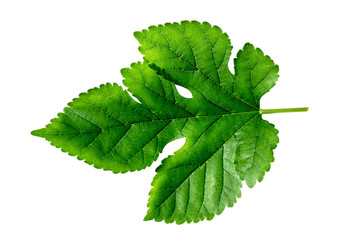 Mulberry leaf on white background.