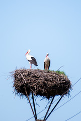 Storks sitting in nest