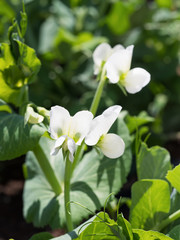 エンドウマメの花