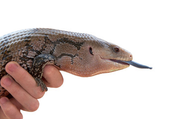 profile portrait of one Blue-tongued skink being held by a hand, isolated on white. They are often bred in captivity and sold as house pets.
