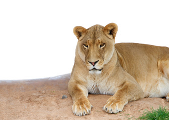 Fototapeta na wymiar Female lion laying on brown dirt looking at viewer, isolated on white. Lions are the second largest living cat after the tiger.