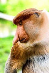 Naklejka premium Close up of a highly Endangered Proboscis Monkey (Nasalis larvatus) male with a huge nose & comical expression in Labuk bay Sanctuary, Sandakan Sabah.