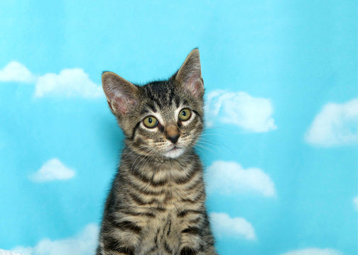 Portrait of one small tabby kitten sitting up looking slightly to viewers right. Blue background sky with clouds.