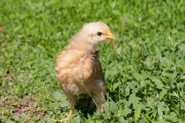 yellow baby chicken in the green grass