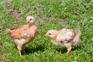 two yellow baby chicken in the green grass