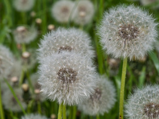 Pusteblumenfeld