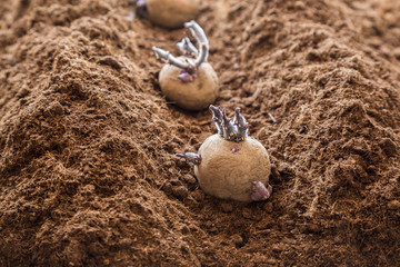 Potato tubers planting into the ground. Early spring preparations for the garden season.