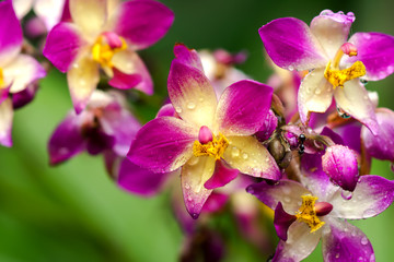 Naklejka na ściany i meble Ground orchids flower