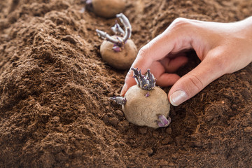 Hand planting potato tubers into the ground. Early spring preparations for the garden season.