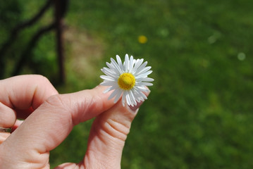 Great daisy in my fingers