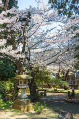Fototapeta premium 桜満開の沼津日枝神社