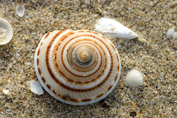Shells on the beach