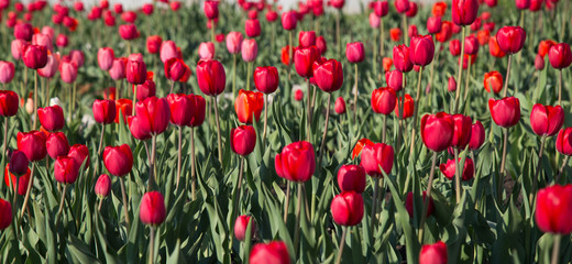 Red tulips in the spring