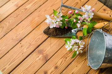 Branch of blossoming apple and garden tools on a wooden surface,