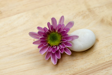 Fototapeta na wymiar Pink flower of Chrysanthemum and white stones.