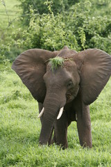 Wild Elephant (Elephantidae) in African Botswana savannah