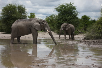 Fototapeta premium Wild Elephant (Elephantidae) in African Botswana savannah
