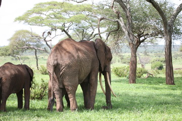 Fototapeta premium Wild Elephant (Elephantidae) in African Botswana savannah